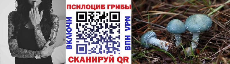 Псилоцибиновые грибы Psilocybe  наркошоп  Будённовск 